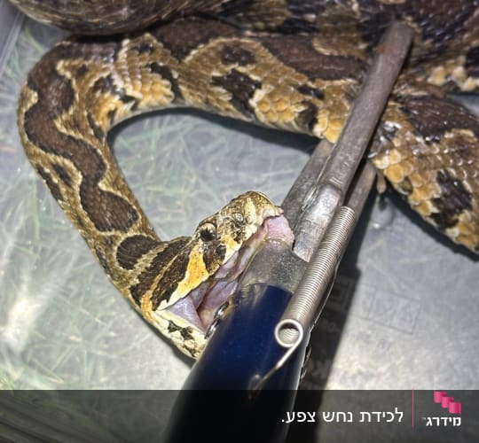 נחש מוחזק במלקחיים על ידי לוכד נחשים